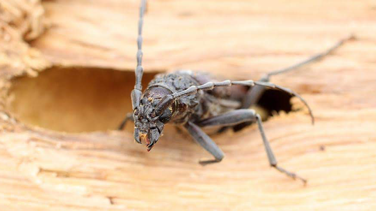 Reconnaître un insecte xylophage sur une charpente en bois