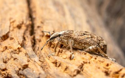 Petit tas de sciure de bois, un des signes d&rsquo;alerte quand votre bois crie au secours